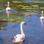 Peaceful Gloucestershire village scene